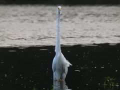 Bird photograph 11