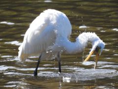 Bird photograph 12
