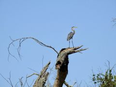 Bird photograph 15