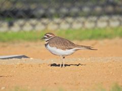 Bird photograph 18
